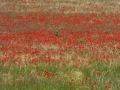 P1040943