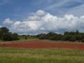 P1040946