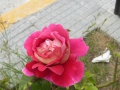 P1320919