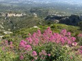 IMG_7865