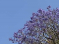 P1100059