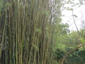 P1210432