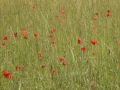 P1140221