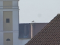 P1160628