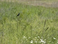 P1100337