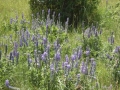 P1100427
