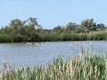 IMG_0796