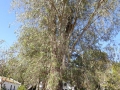P1170485
