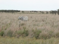 P1170863