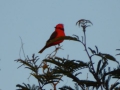 P1040558