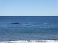 P1060785