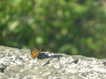 P1190035