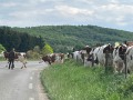 IMG_0266