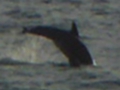 P1020632