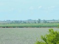 IMG_5932