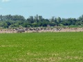 IMG_5936