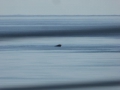 P1320379