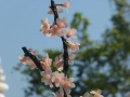 P1060522