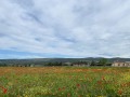 IMG_0356