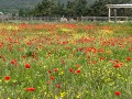 IMG_0357