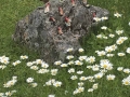 Foto 29.05.18, 10 38 53