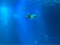 IMG_4849