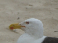 P1050068